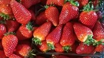 Теплицы по выращиванию клубники